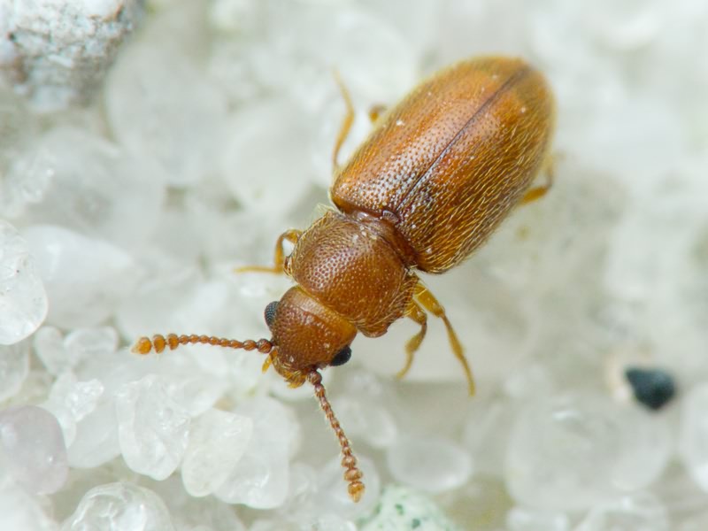 Cryptophagidae Kirby, 1837